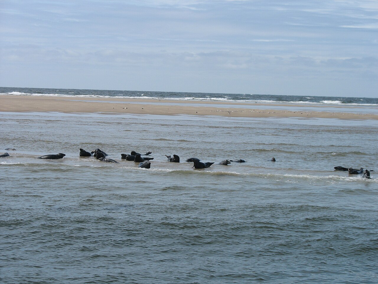 Zeehonden kijken vanaf het water